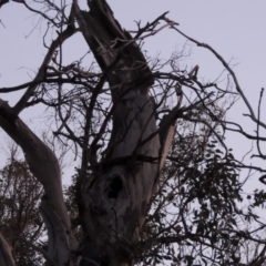 Eucalyptus blakelyi at Lanyon - northern section A.C.T. - 25 Jun 2020