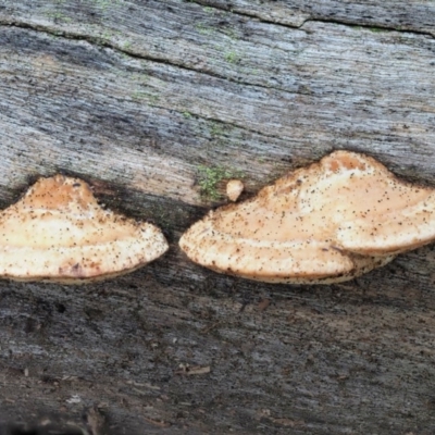 Truncospora ochroleuca at Lower Cotter Catchment - 29 May 2020 by KenT