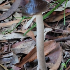 Oudemansiella gigaspora group (Rooting Shank) at Cotter River, ACT - 29 May 2020 by KenT