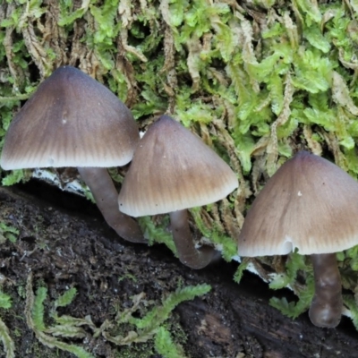 Mycena sp. ‘grey or grey-brown caps’ at Lower Cotter Catchment - 29 May 2020 by KenT