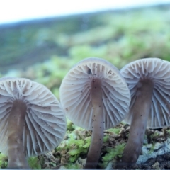 Mycena sp. ‘grey or grey-brown caps’ at Cotter River, ACT - 29 May 2020