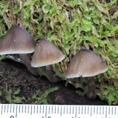 Mycena sp. ‘grey or grey-brown caps’ at Cotter River, ACT - 29 May 2020