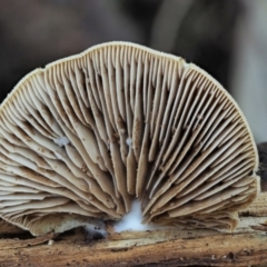 Crepidotus sp. (Crepidotus) at Cotter River, ACT - 29 May 2020 by KenT