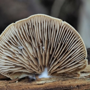 Crepidotus sp. at Cotter River, ACT - 29 May 2020