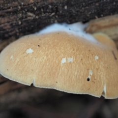 Crepidotus sp. at Cotter River, ACT - 29 May 2020