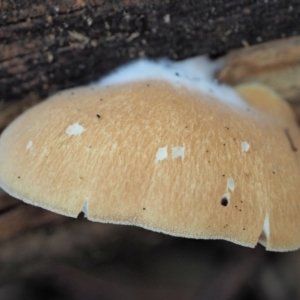 Crepidotus sp. at Cotter River, ACT - 29 May 2020 01:29 PM