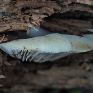 Crepidotus sp. at Cotter River, ACT - 29 May 2020