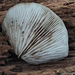 Crepidotus sp. at Cotter River, ACT - 29 May 2020