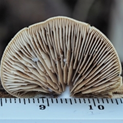 Crepidotus sp. at Cotter River, ACT - 29 May 2020