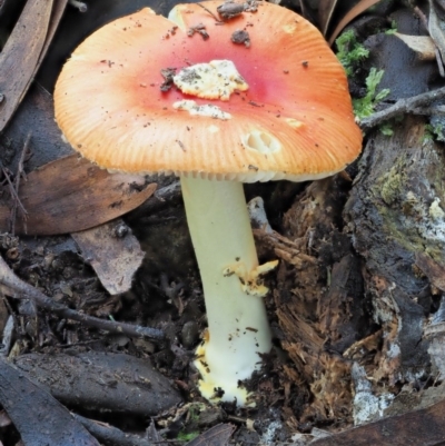 Amanita xanthocephala (Vermilion grisette) at Cotter River, ACT - 29 May 2020 by KenT