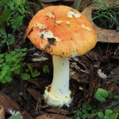 Amanita xanthocephala at Cotter River, ACT - 29 May 2020