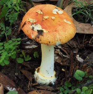 Amanita xanthocephala at Cotter River, ACT - 29 May 2020 11:57 AM