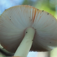 Amanita xanthocephala at Cotter River, ACT - 29 May 2020