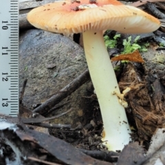 Amanita xanthocephala at Cotter River, ACT - 29 May 2020