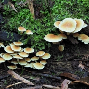 Hypholoma fasciculare at Cotter River, ACT - 29 May 2020 01:35 PM