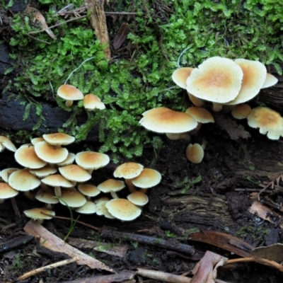 Hypholoma fasciculare (Hypholoma fasciculare) at Lower Cotter Catchment - 29 May 2020 by KenT