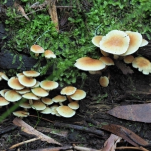 Hypholoma fasciculare at Cotter River, ACT - 29 May 2020