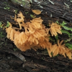 Arcyria sp. (genus) (A slime mould) at Cotter River, ACT - 29 May 2020 by KenT