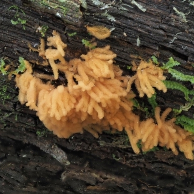 Arcyria sp. (genus) (A slime mould) at Cotter River, ACT - 29 May 2020 by KenT