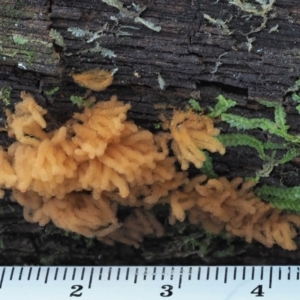 Arcyria sp. (genus) at Cotter River, ACT - 29 May 2020