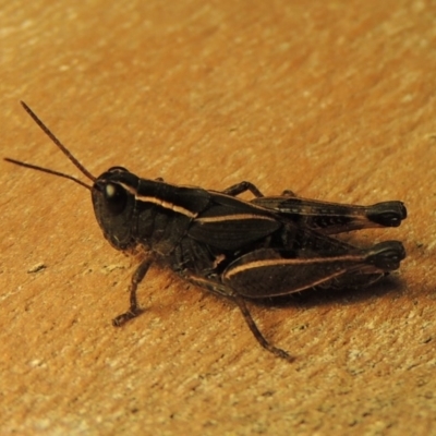 Phaulacridium vittatum (Wingless Grasshopper) at Pollinator-friendly garden Conder - 23 Jun 2020 by michaelb