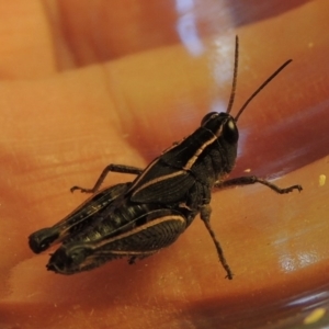 Phaulacridium vittatum at Conder, ACT - 24 Jun 2020