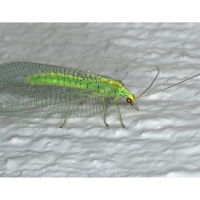 Nothancyla verreauxi (A Green Lacewing (with wide wings)) at Ainslie, ACT - 29 Nov 2019 by jb2602