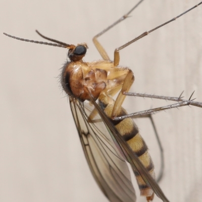 Mycetophilidae (family) (A fungus gnat) at Evatt, ACT - 2 Jul 2020 by TimL