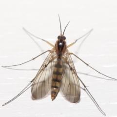 Mycetophilidae (family) at Evatt, ACT - 2 Jul 2020 10:54 AM