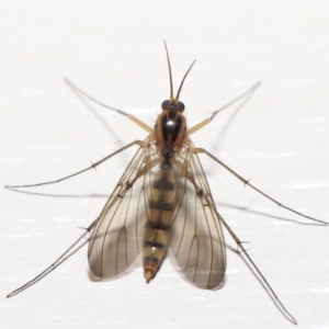 Mycetophilidae (family) at Evatt, ACT - 2 Jul 2020