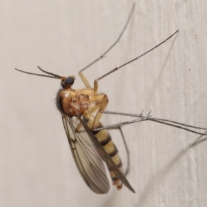 Mycetophilidae (family) at Evatt, ACT - 2 Jul 2020