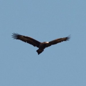 Aquila audax at Stromlo, ACT - 3 Jul 2020