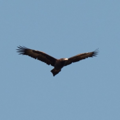 Aquila audax (Wedge-tailed Eagle) at Stromlo, ACT - 3 Jul 2020 by patrickcox