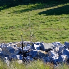 Egretta novaehollandiae at Melba, ACT - 4 Jul 2020