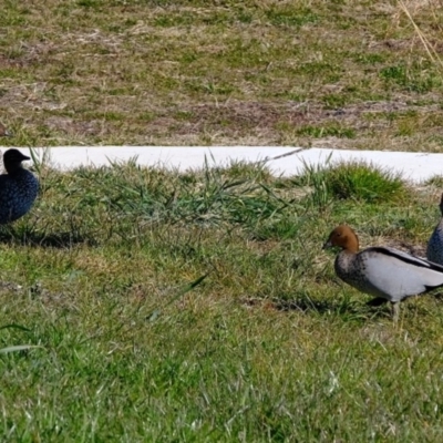 Chenonetta jubata (Australian Wood Duck) at Melba, ACT - 4 Jul 2020 by Kurt