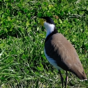 Vanellus miles at Melba, ACT - 4 Jul 2020 01:33 PM