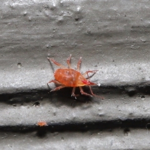 Bdellidae sp. (family) at Hackett, ACT - 3 Jul 2020 11:53 AM