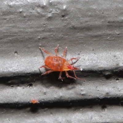 Bdellidae sp. (family) (Unidentified Snout Mite) at Hackett, ACT - 3 Jul 2020 by TimL