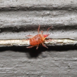 Bdellidae sp. (family) at Hackett, ACT - 3 Jul 2020