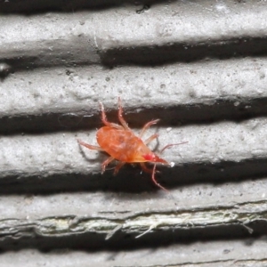 Bdellidae sp. (family) at Hackett, ACT - 3 Jul 2020 11:53 AM