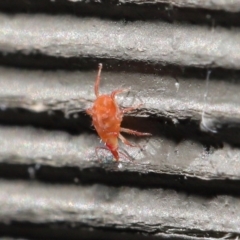 Bdellidae sp. (family) at Hackett, ACT - 3 Jul 2020 11:53 AM