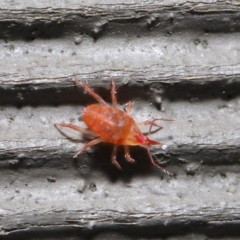 Bdellidae sp. (family) at Hackett, ACT - 3 Jul 2020 11:53 AM