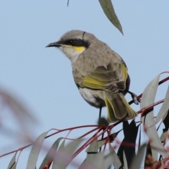 Gavicalis virescens (Singing Honeyeater) at Franklin, ACT - 4 Jul 2020 by RodDeb