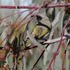 Gavicalis virescens at Franklin, ACT - 4 Jul 2020