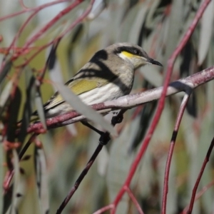 Gavicalis virescens at Franklin, ACT - 4 Jul 2020 12:10 PM