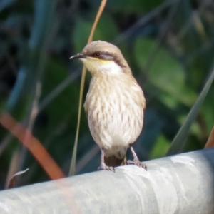 Gavicalis virescens at Franklin, ACT - 4 Jul 2020