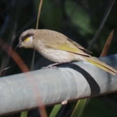 Gavicalis virescens at Franklin, ACT - 4 Jul 2020