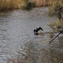 Phalacrocorax carbo (Great Cormorant) at Queanbeyan River - 2 Jul 2020 by LyndalT