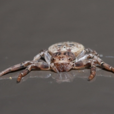 Cymbacha ocellata (Crab spider) at Acton, ACT - 3 Jul 2020 by TimL
