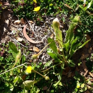 Leontodon rhagadioloides at Campbell, ACT - 4 Jul 2020